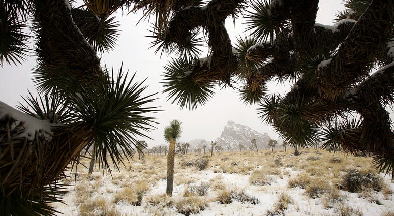 Snow blankets the cacti at Joshua Tree National Park in Southern California.