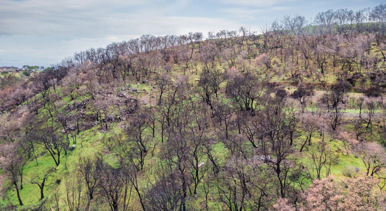napa fire damage napa fire damage