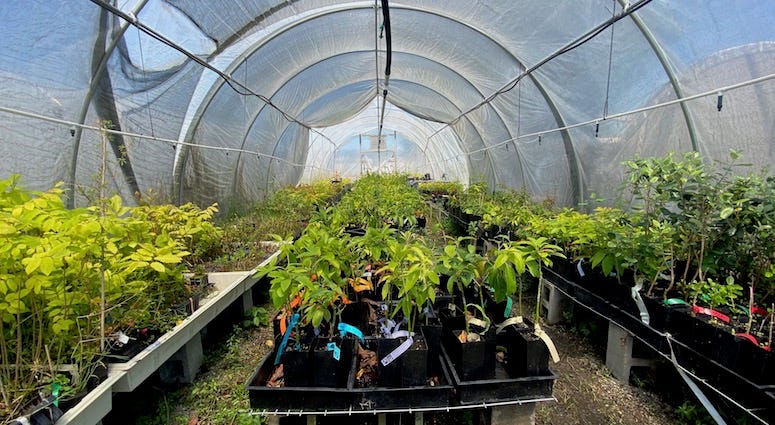The nursery at Planting Justice, which employs formerly incarcerated people