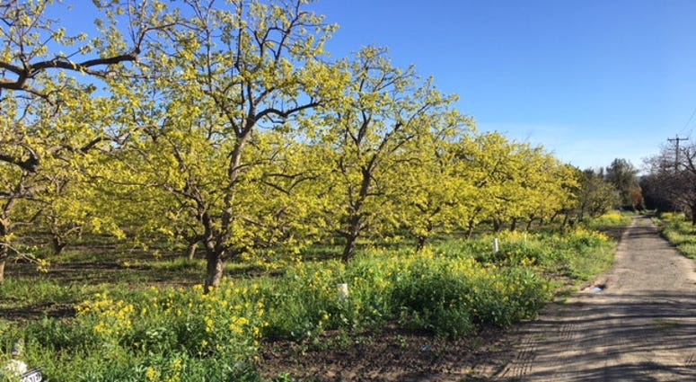 A Persimmon Orchard at Montague Expressway and Seely Avenue in San Jose A Persimmon Orchard at Montague Expressway and Seely Avenue in San Jose