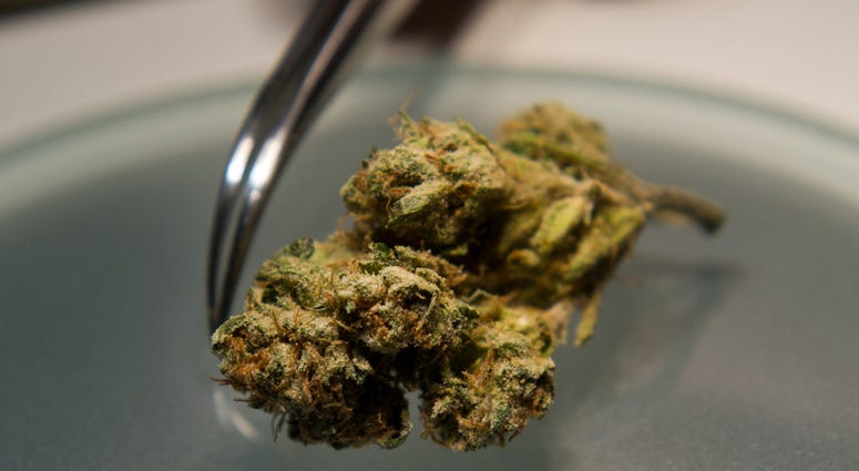 Medical Marijuana Testing Medical Marijuana Testing