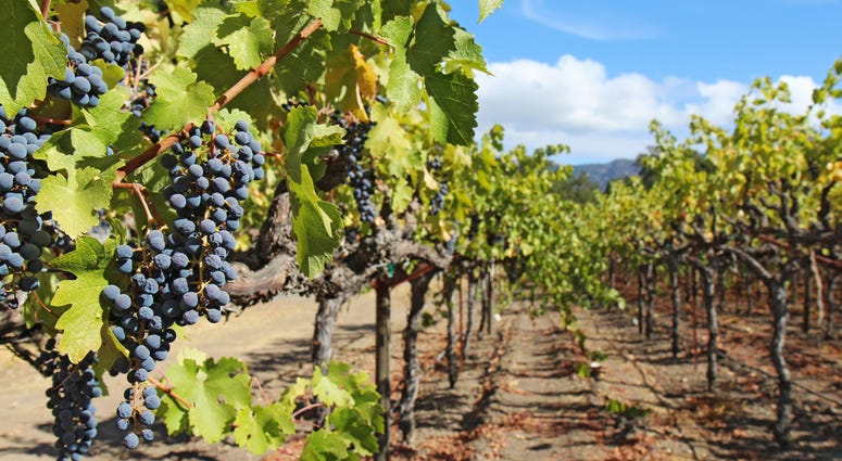 Grapes on the vine in the Napa Valley Grapes on the vine in the Napa Valley