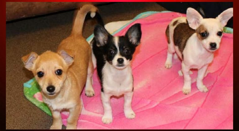 Puppies seized from a SSF home Puppies seized from a South San Francisco home following the arrest of Alexander Gamoney on suspicion of animal abuse. (Peninsula Humane Society)