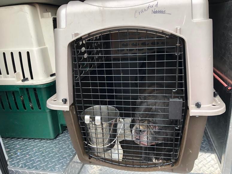 Oakland police arrested two suspects who were involved in stealing a van that held 27 dogs, authorities said Dec. 9, 2019. Oakland police arrested two suspects who were involved in stealing a van that held 27 dogs, authorities said Dec. 9, 2019.