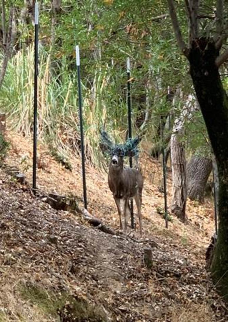 Marin Humane Animal Services officers unsuccessfully tried freeing this buck's antlers from Christmas lights, the office said Dec. 2, 2019. Marin Humane Animal Services officers unsuccessfully tried freeing this buck's antlers from Christmas lights, the office said Dec. 2, 2019.