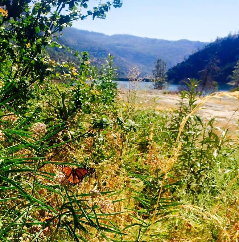 Monarch Butterfly Monarch Butterfly Have Been Spotted In Yosemite National Park