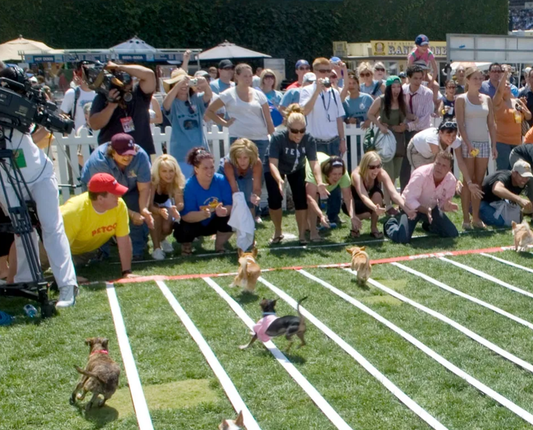 Chihuahua racing at the Concord Taco Fest Chihuahua racing at the Concord Taco Fest