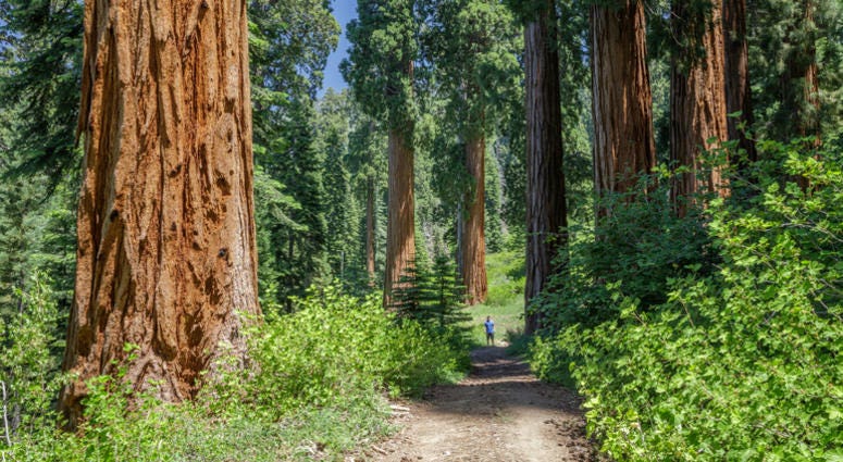 The Save the Redwoods League announced it had purchased the Alder Creek property, which contained hundreds of sequoias. The Save the Redwoods League announced it had purchased the Alder Creek property, which contained hundreds of sequoias.