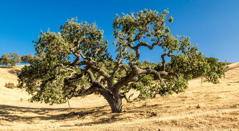 A California Live Oak tree spreads its limbs across the golden grassy hills of California A California Live Oak tree spreads its limbs across the golden grassy hills of California
