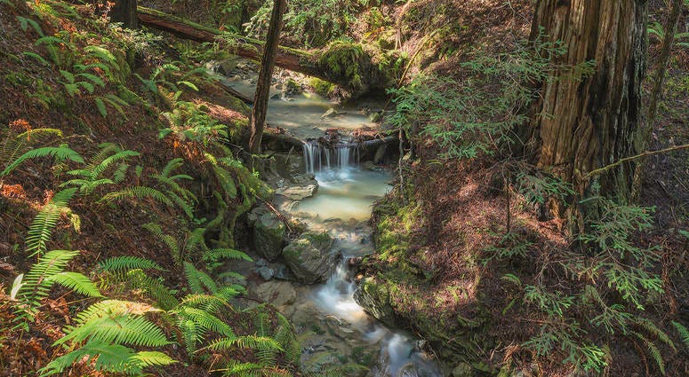Harold Richardson Redwoods Reserve Harold Richardson Redwoods Reserve