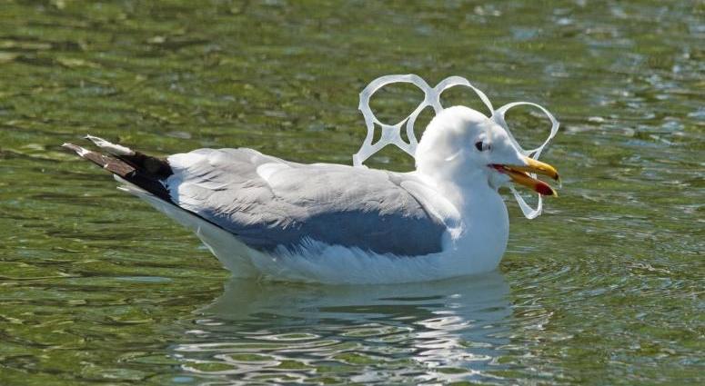 Seagull Caught In Plastic Seagull Caught In Plastic