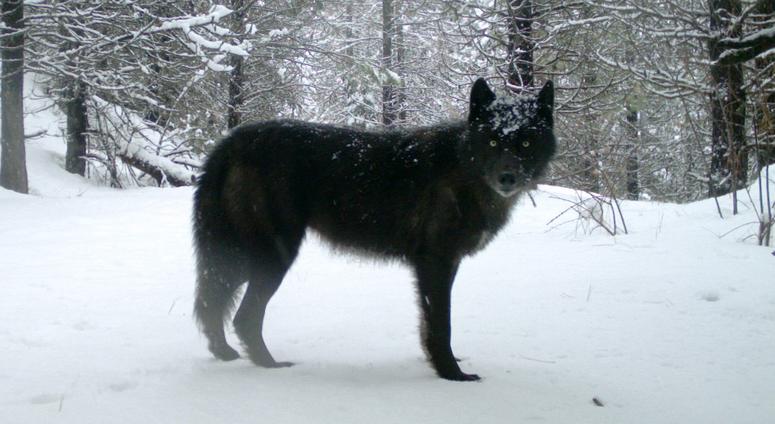 The U.S. Fish and Wildlife Service revealed in January 2020 that an endangered California wolf that died in 2018 was killed in an illegal shooting, according to the Center for Biological Diversity. The U.S. Fish and Wildlife Service revealed in January 2020 that an endangered California wolf that died in 2018 was killed in an illegal shooting, according to the Center for Biological Diversity.