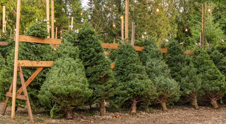 Christmas trees lined up for sale Christmas trees lined up for sale