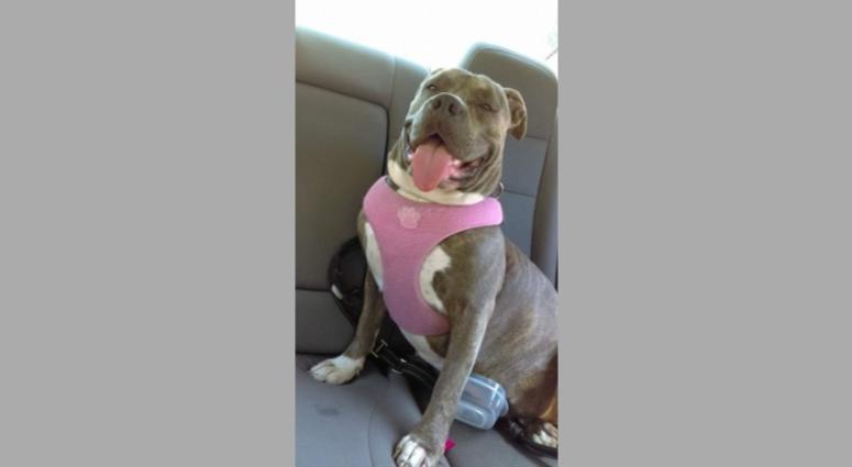 A BART police officer shot Lily, a 4-year-old bulldog, who had allegedly lunged aggressively at the Civic Center station on Aug. 9, 2019. A BART police officer shot Lily, a 4-year-old bulldog, who had allegedly lunged aggressively at the Civic Center station on Aug. 9, 2019.
