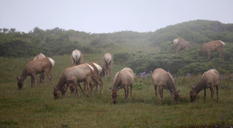 Tule Elk graze at Point Reyes National Seashore Tule Elk graze at Point Reyes National Seashore