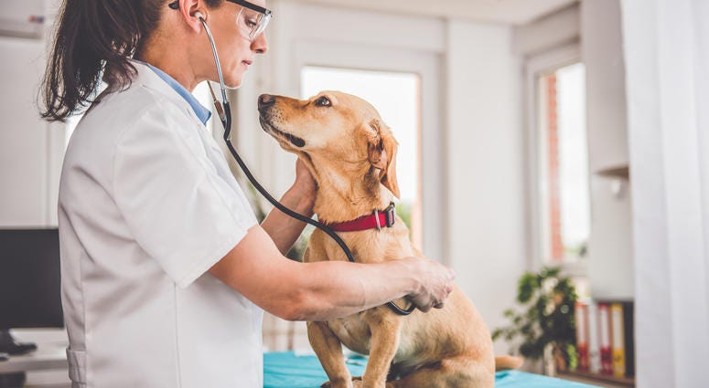 Veterinarians up to 3.5 times as likely to die by suicide as general population Veterinarians up to 3.5 times as likely to die by suicide as general population