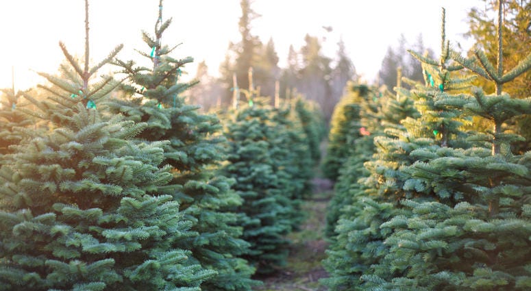 Christmas Tree Farm Christmas Tree Farm