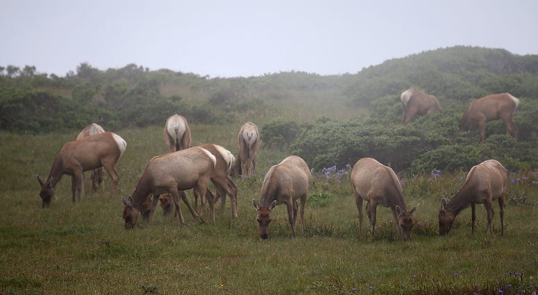 Tule Elk graze at Point Reyes National Seashore Tule Elk graze at Point Reyes National Seashore