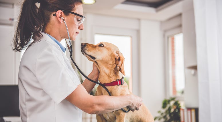 Veterinarians up to 3.5 times as likely to die by suicide as general population Veterinarians up to 3.5 times as likely to die by suicide as general population