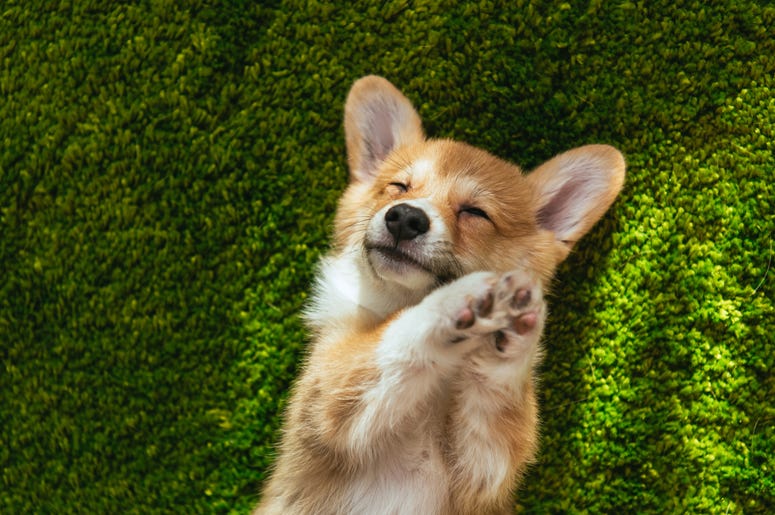 puppy