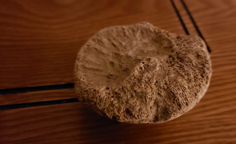 A Pittsburgh trilobite
