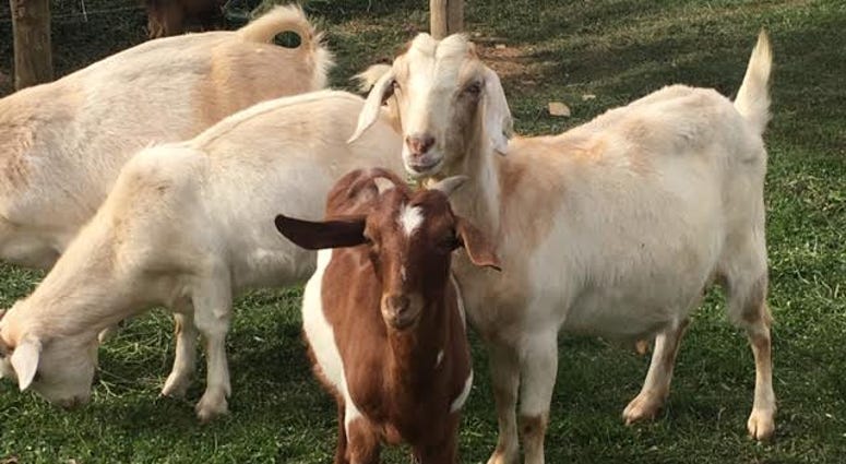 goats