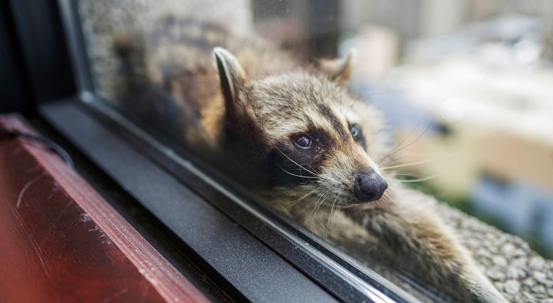 A raccoon stretches out on a windowsill high above downtown St. Paul, Minn., DO NOT USE