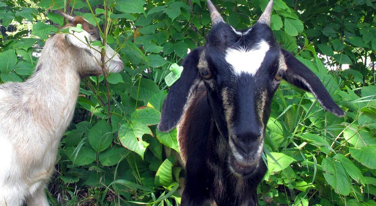 Goats DO NOT USE