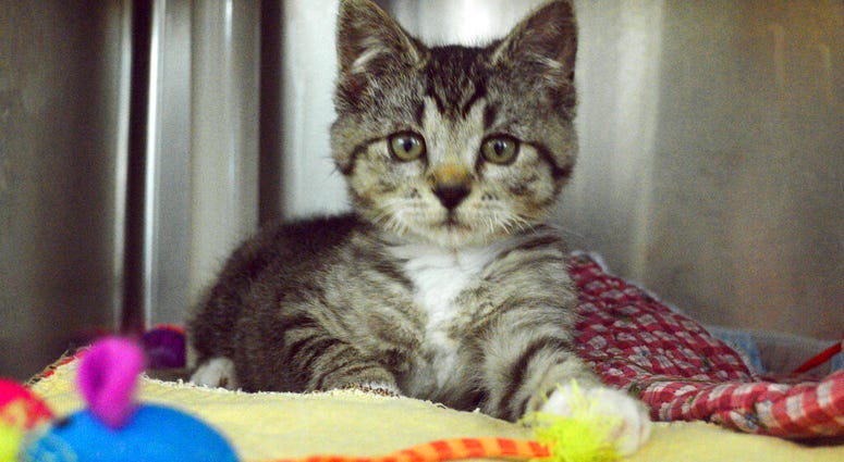 This photo provided by the Washington County Animal Services shows a kitten at the Bonnie Hays Animal Shelter in Hillsboro, Ore., Thursday, May 16, 2019, that was found encased in hardened spray foam after being rescued from a garbage can by an Oregon san AP DO NOT USE