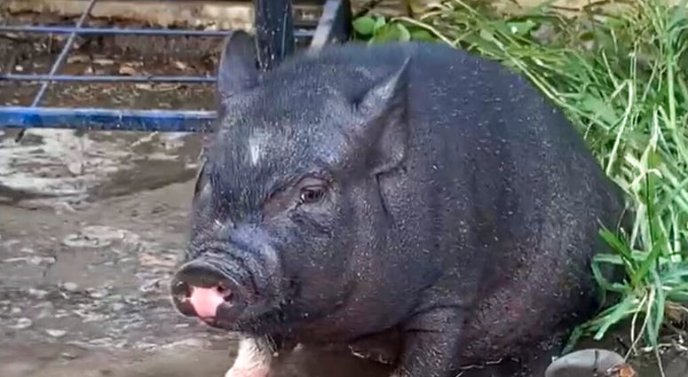 This photo provided by Mcgregor Wallace shows Leroy a Vietnamese pot-bellied pig . For the fourth time, Leroy, wandered over to Brennan Elementary School in Columbia, S.C.,