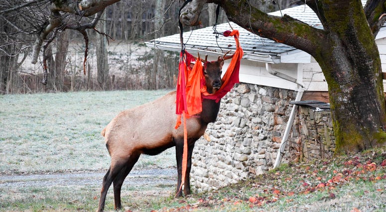 an elk stands stuck with a hammock in Beaver's yard in Maggie Valley, N.C. an elk stands stuck with a hammock in Beaver's yard in Maggie Valley, N.C.