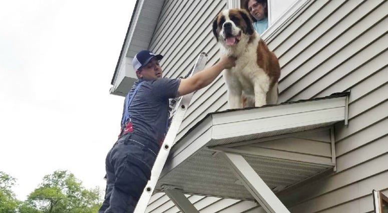 firefighter David O'Keeffe helping to rescue a Saint Bernard named Whiskey from a small roof above an entry door of a home in Spring Lake Park, Minn DO NOT USE