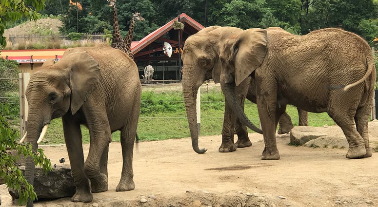 Elephants at Pittsburgh Zoo & PPG Aquarium Elephants at Pittsburgh Zoo & PPG Aquarium