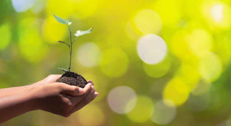 Hands holding tree for Earth Day Hands holding tree for Earth Day