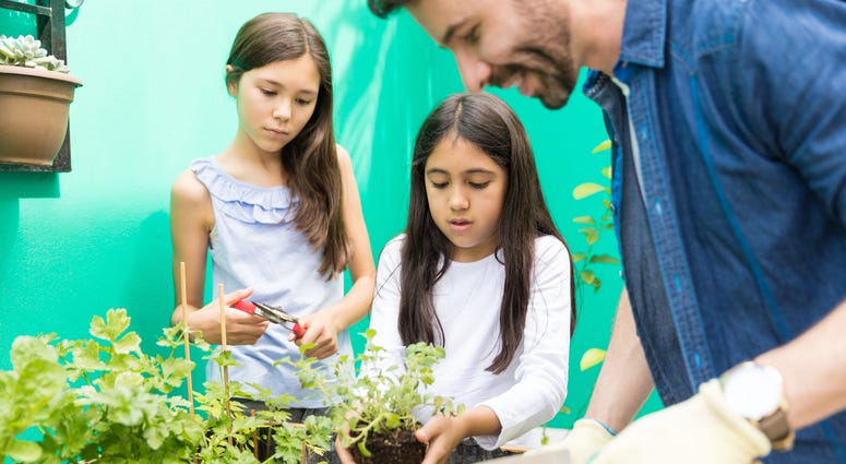 School garden School garden