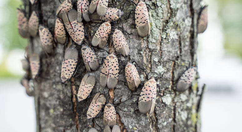 Swarm of spotted lantern flies on tree Swarm of spotted lantern flies on tree