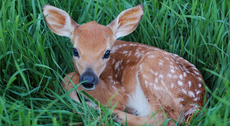 Baby Fawn