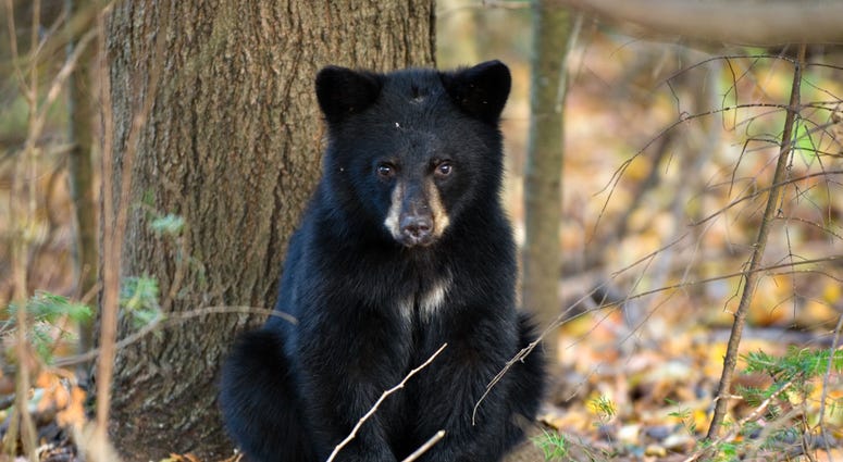File Photo: Black Bear Cub