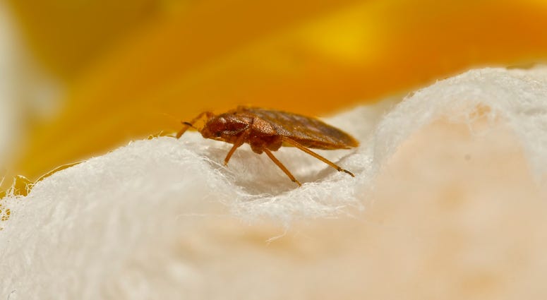 Bedbug