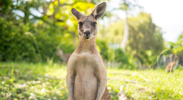 A young kangaroo is looking to camera at open field. A young kangaroo is looking to camera at open field.