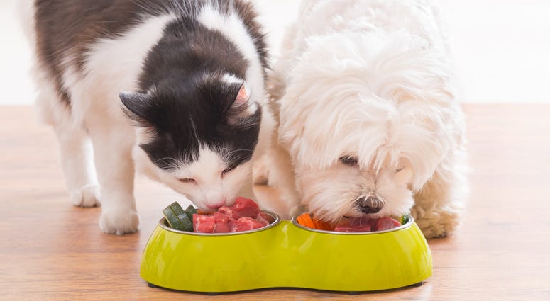 Dog and cat eating natural food from a bowl Dog and cat eating natural food from a bowl