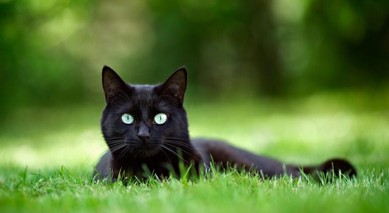 File Photo: Black Cat
