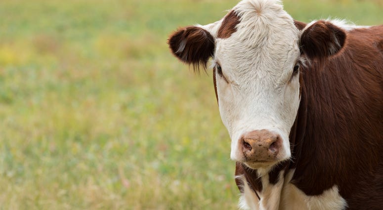 Hereford cow