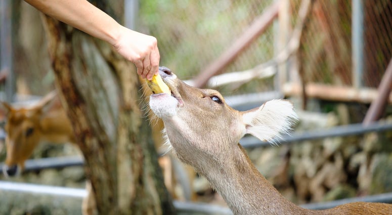 A person feeding a deer