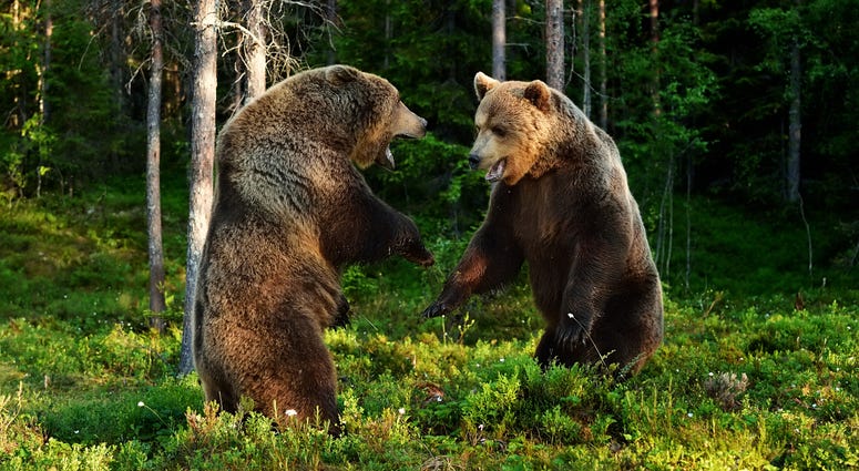 Brown bear fight. Brown bear aggression. Brown bear fight. Brown bear aggression.