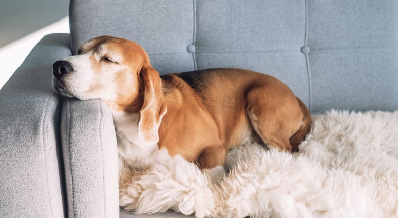 Dog in Apartment