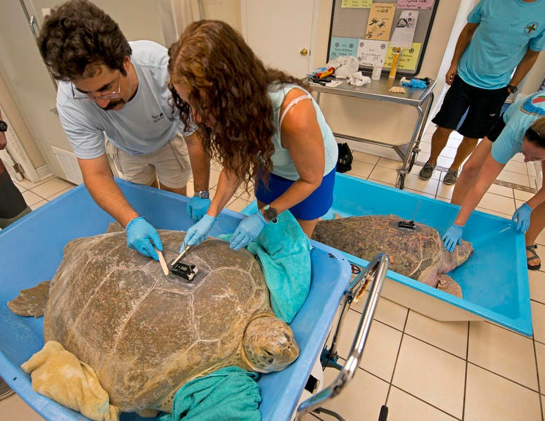 Rescued Sea Turtles Rescued Sea Turtles