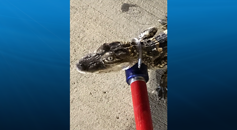 Alligator discovered outside Shaler Giant Eagle