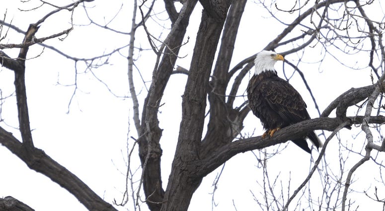 bald eagle