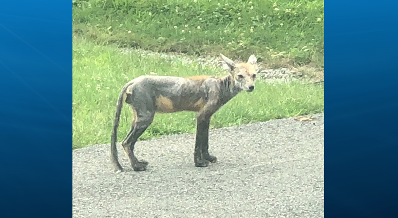 Coyote with Mange seen around Whitehall